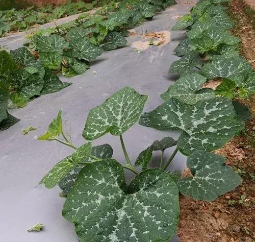 菜農(nóng)種植無需噴農(nóng)藥的蔬菜，不僅栽培簡單、而且效益高