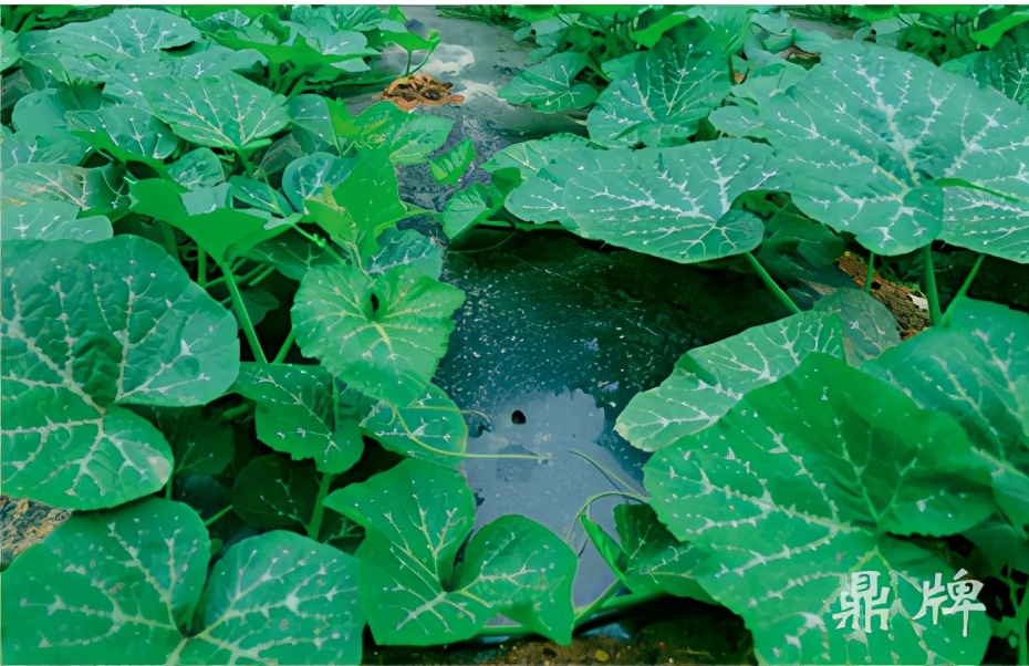 種這種綠葉菜，栽培輕松，畝產(chǎn)值過萬元，菜農(nóng)表示很劃算