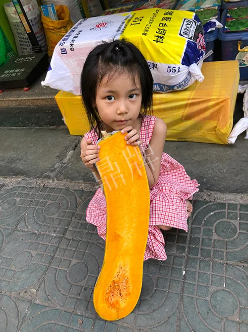 四川農(nóng)戶今年種“健美蜜本”南瓜產(chǎn)量高，品質(zhì)好，感覺巴適得很