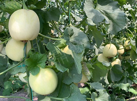 蔬菜種子種植戶客戶點評-“玉奶香2號”甜瓜，真的有那么好嗎？