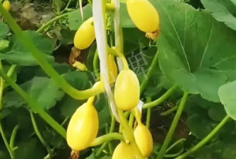 蔬菜種子種植戶客戶點評-一個特色品種種植戶的反饋，帶給大家的思考