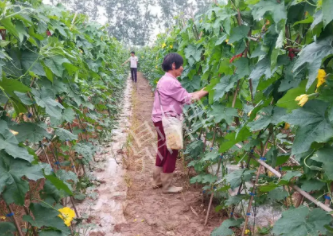 蔬菜種子種植戶客戶點評-85歲老奶奶，還是種植基地的領(lǐng)頭人，做的怎么樣？一起去看看…